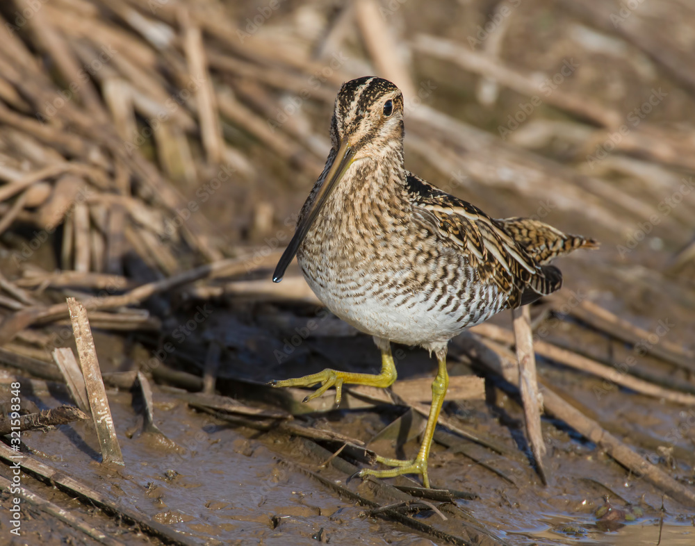 Fototapeta premium Wilson's Snipe