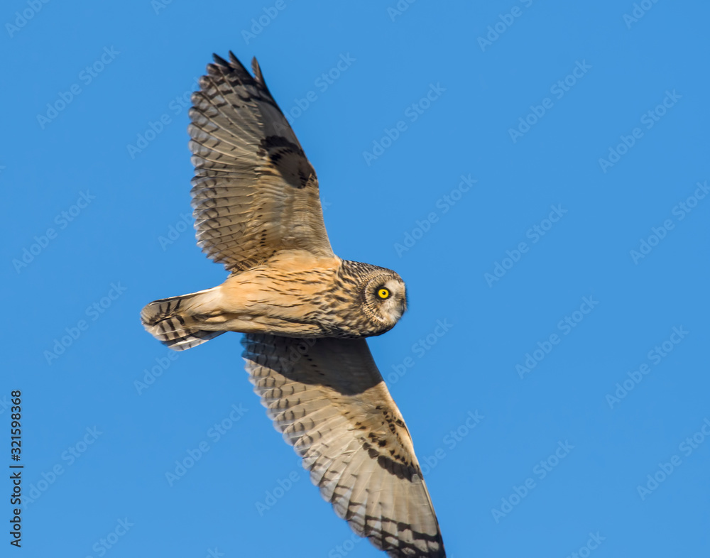 Fototapeta premium Short-eared Owl in flight