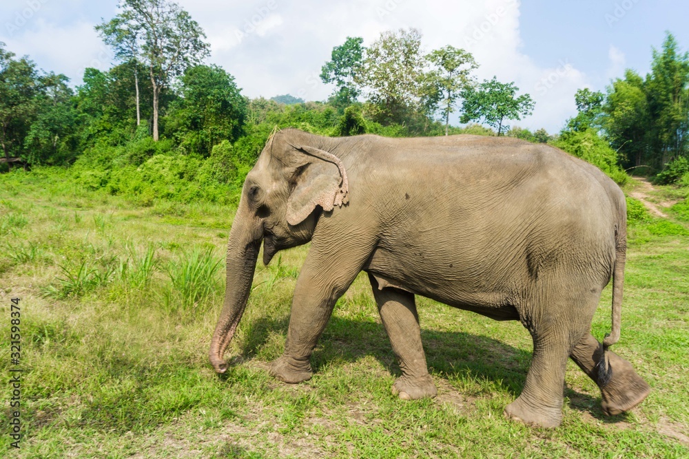 Fototapeta premium Tourist Elephant sanctuary in Thailand