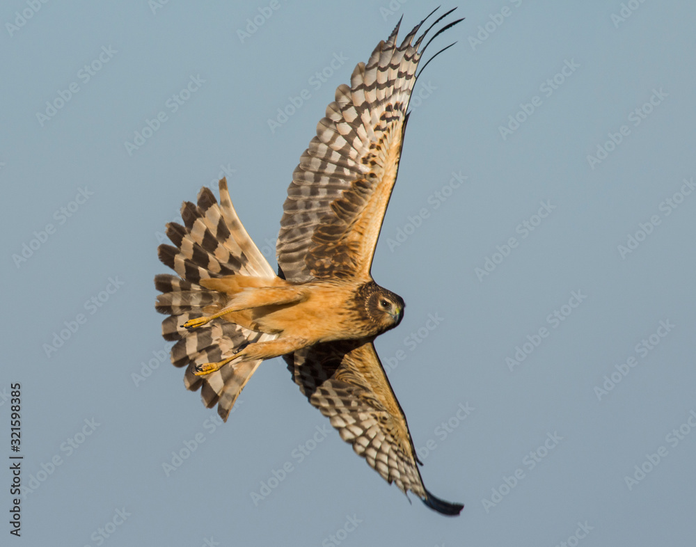 Obraz premium Northern Harrier in flight