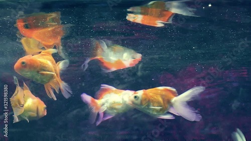 Fishes of different sizes swim in transparent aquarium water. Beautiful fish in a glass aquarium with an underwater view with an oxygen pump.