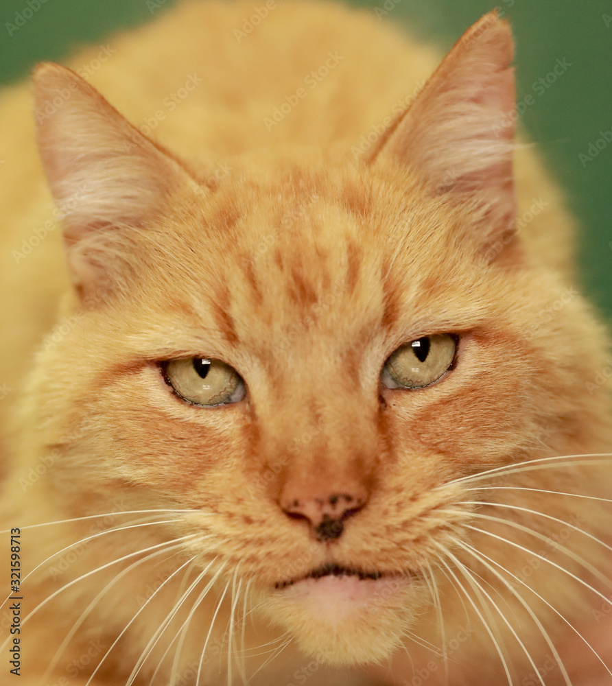 An ageing male cat close up eyes. An ageing male cat close up eyes.