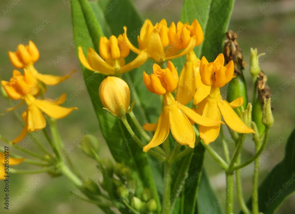 Tropical asclepias flowers in Florida nature, closeup Tropical asclepias flowers in Florida nature, closeup