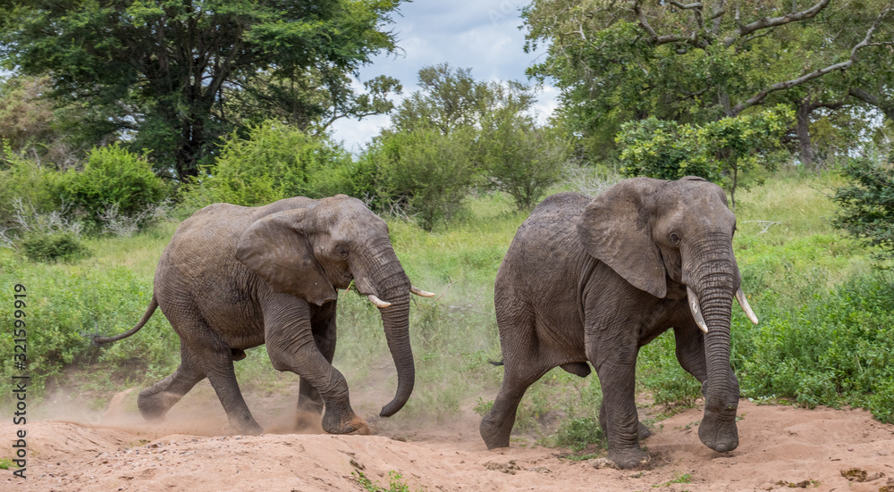 Fototapeta premium Two African elephants isolated running in a dry river bed image in horizontal format