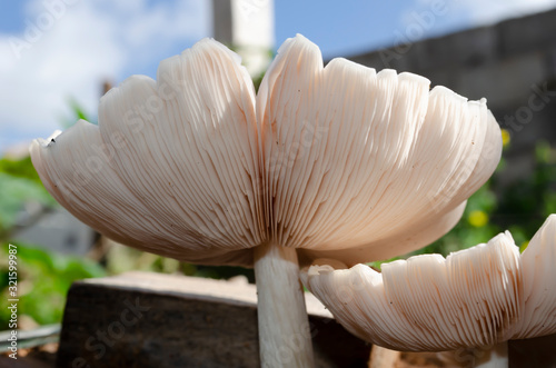 The Ventral Side Of An Isolated Pluteus Petasatus Mushroom photo