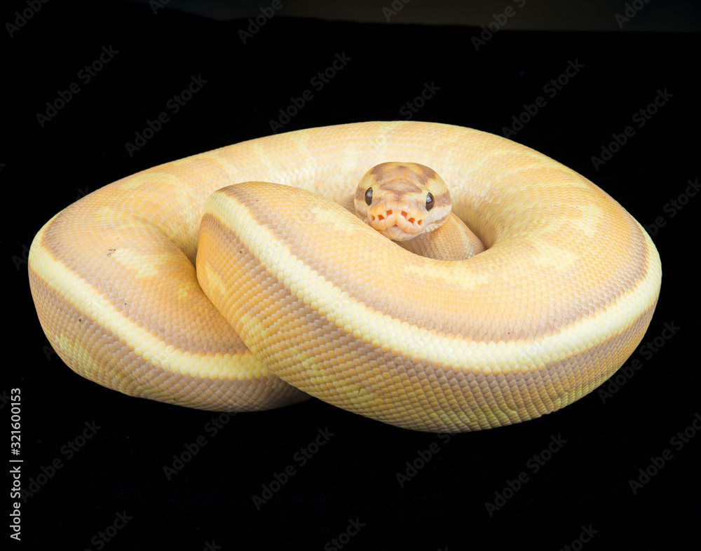 Banana Super Stripe Ball Python Stock Photo | Adobe Stock