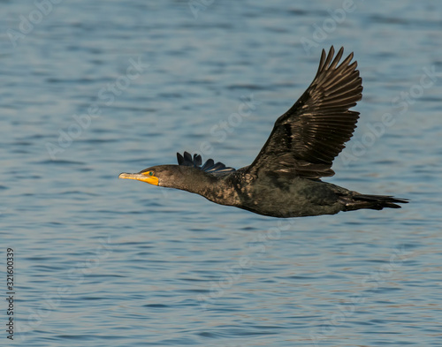 Double crested Cormorant in flight