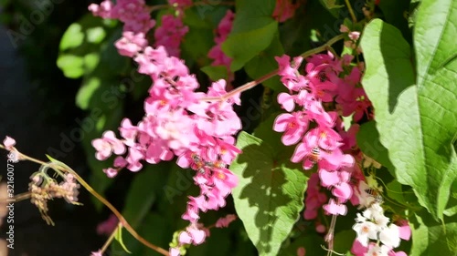 Wallpaper Mural Pink Coral Vine Flower (Antigonon Leptopus). Honey bees pollinating on blossom pink flower in nature park. Torontodigital.ca