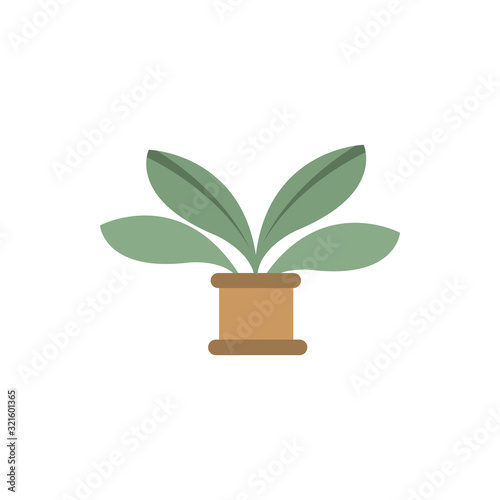 plant in pot decoration natural floral botanical