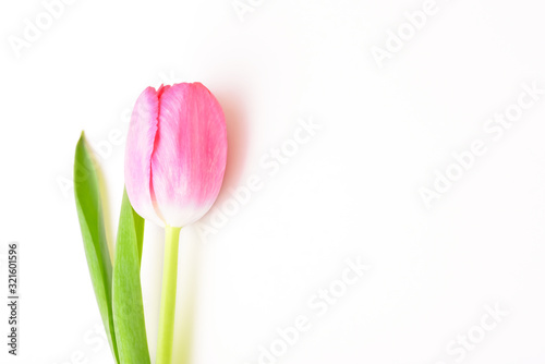 Single flower tulip pink on white background.