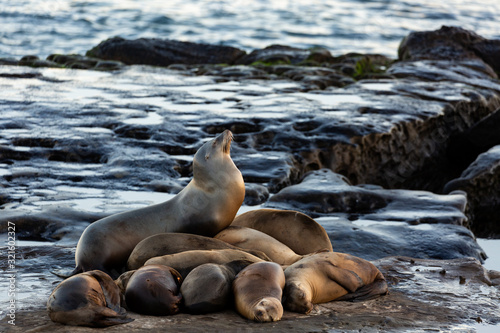 Group of cute cuddling sea lions on the beach by the water of La Jolla Cove  San Diego  California