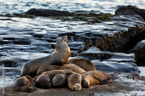Group of cute cuddling sea lions on the beach by the water of La Jolla Cove  San Diego  California