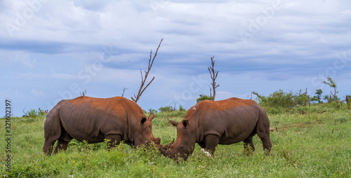 Two white rhinos crazing in the African countryside image in horizontal format