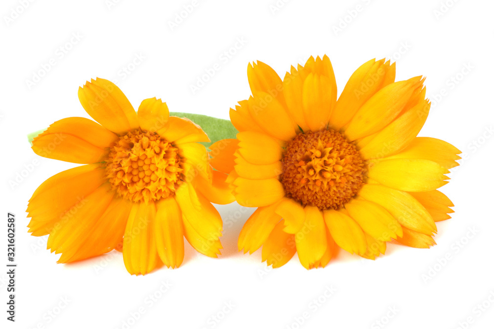 Calendula isolated on white Calendula isolated on white