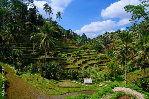 Scenic green landscape of Tegallalang Rice Terrace in Ubud, Bali, Indonesia