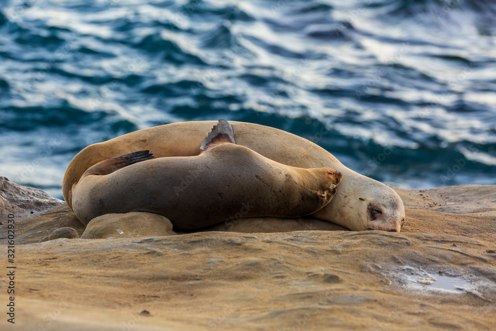 Fototapeta premium Pair of two cuddling sea lions (mother and baby child) on the beach by the water of La Jolla Cove, San Diego, California