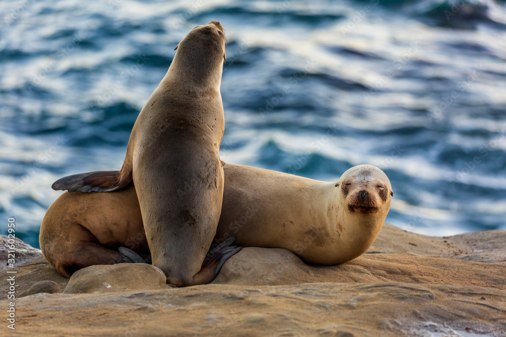 Naklejka premium Pair of two cuddling sea lions (mother and baby child) on the beach by the water of La Jolla Cove, San Diego, California