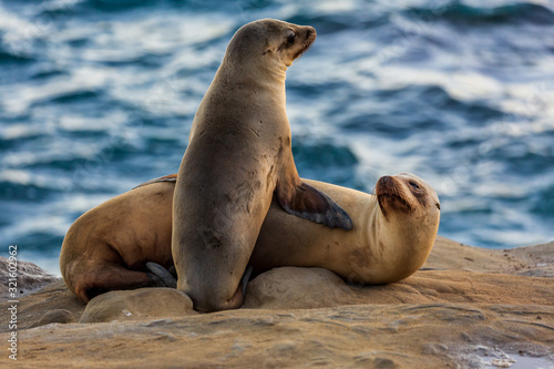Schilderij op canvas Pair of two cuddling sea lions (mother and baby child) on the beach by the water