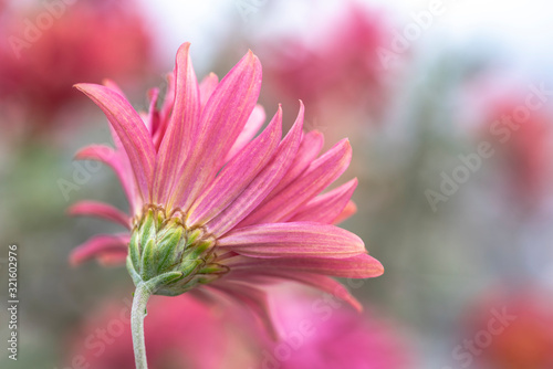 Closeup pink flower daisy