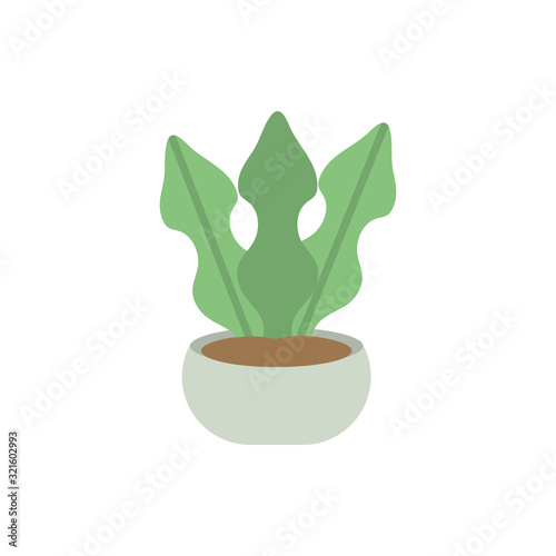 potted leaves decoration natural floral botanical