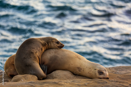 Pair of two cuddling sea lions (mother and baby child) on the beach by the water of La Jolla Cove, San Diego, California