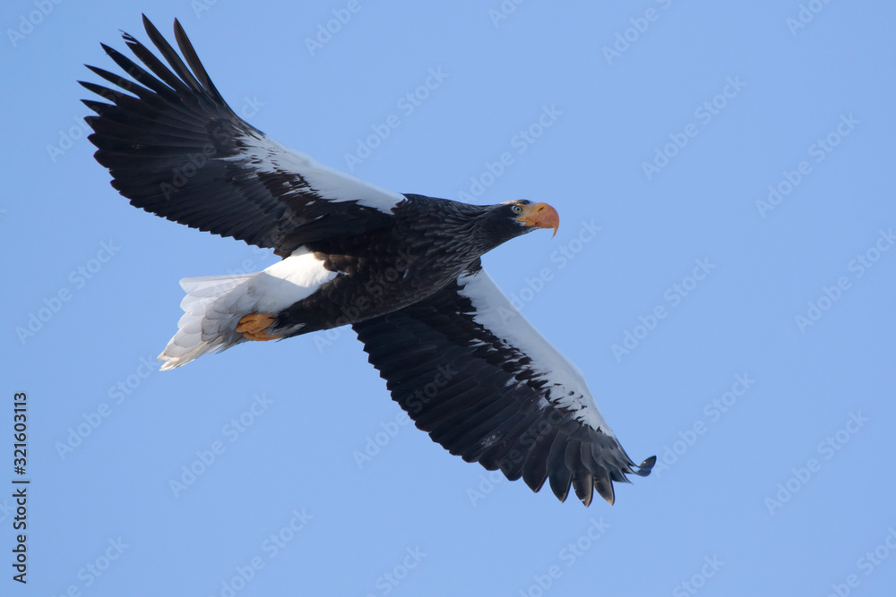 Obraz premium adult Steller's Sea Eagle flying against blue sky