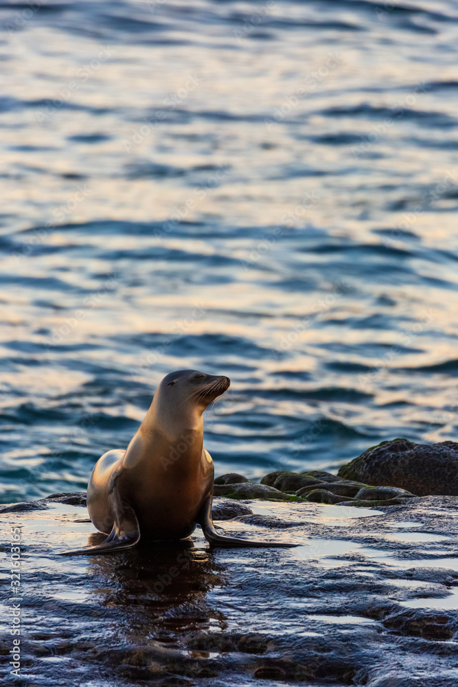 Fototapeta premium Sea lion on the beach by the water of La Jolla Cove, San Diego, California