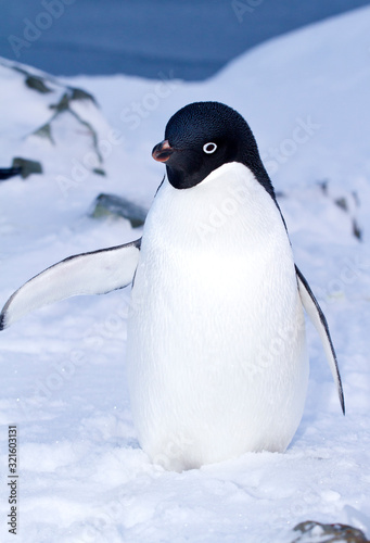 Adelie penguin standing in the snow with its wing up