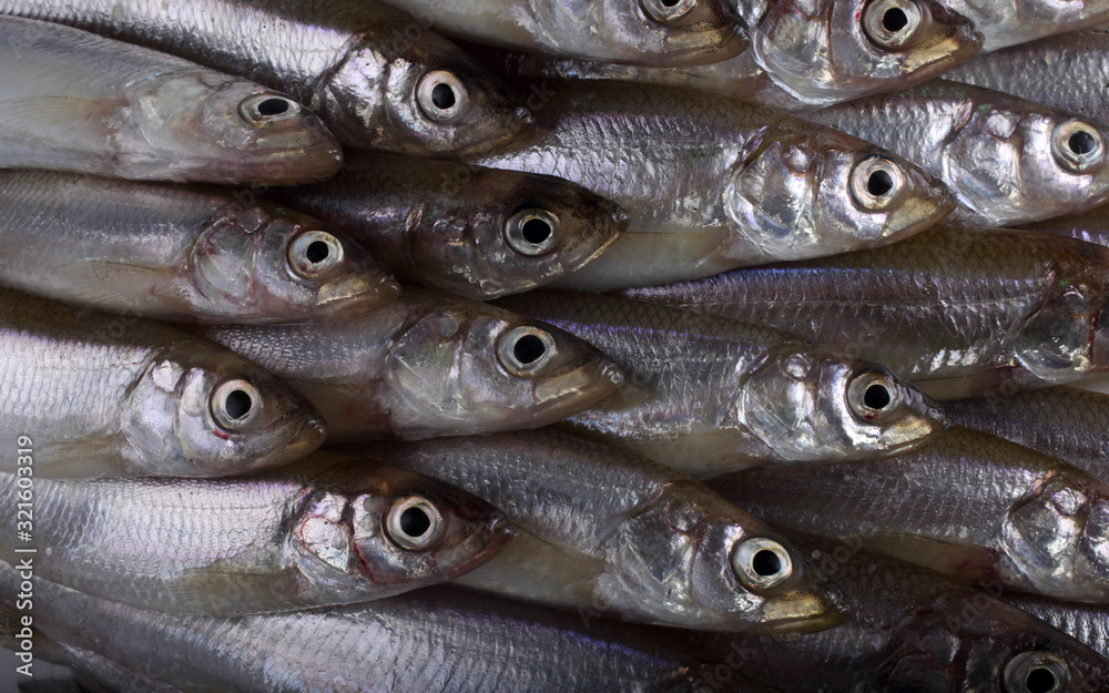 Smelt fishes background Smelt fishes background