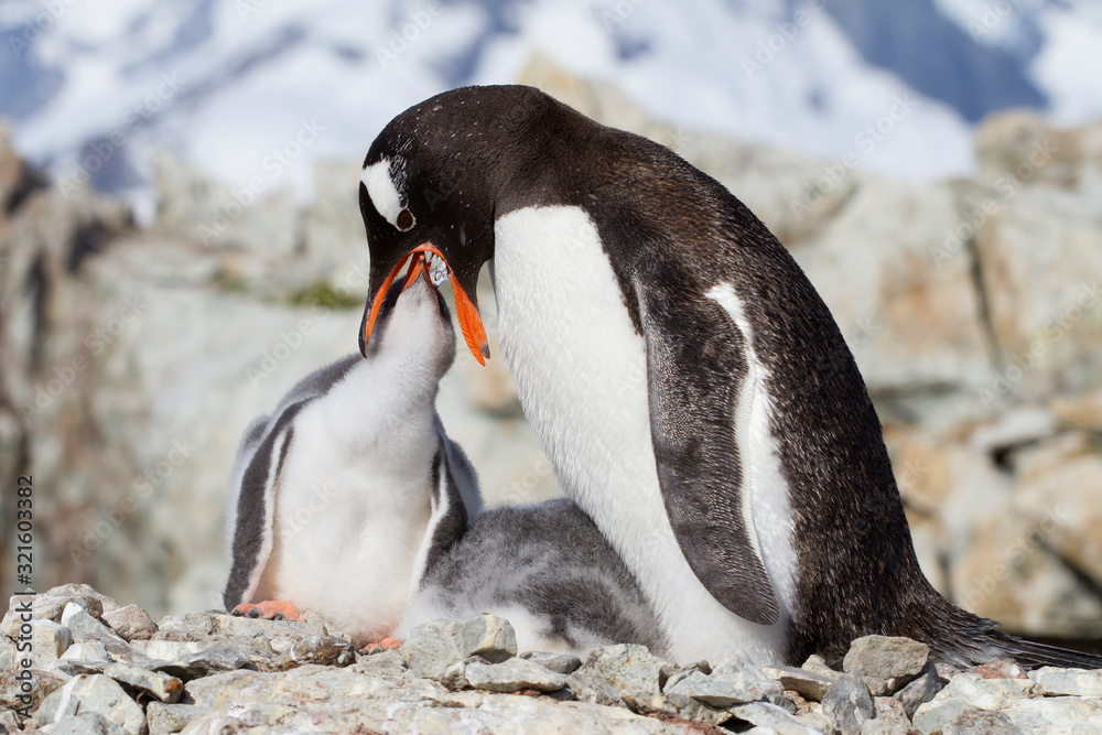 Naklejka premium Gentoo Penguin Female Feeding Chick