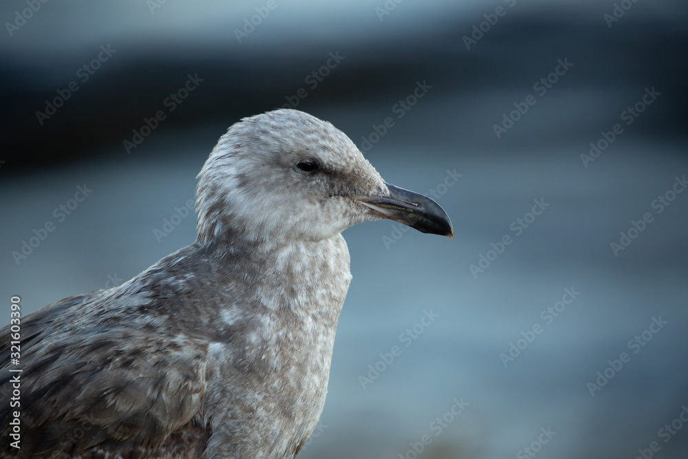 Portrait of brown seagull with a black beak by the water (blurred background) Portrait of brown seagull with a black beak by the water (blurred background)