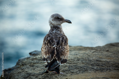 Portrait of brown seagull with a black beak by the water (blurred background)