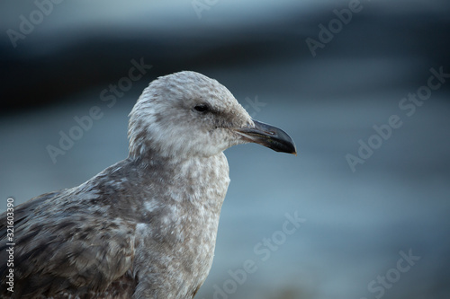 Portrait of brown seagull with a black beak by the water (blurred background) © Gabi