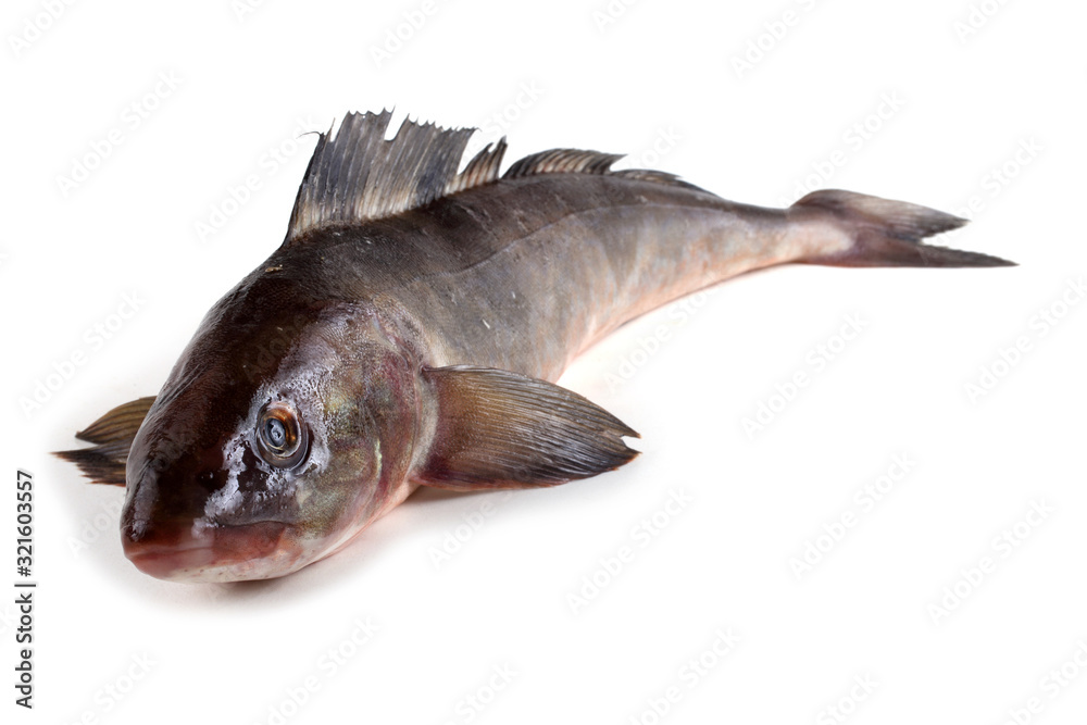 Fototapeta premium Sea bass isolated on white