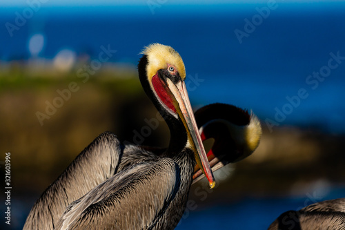 Portrait of large colorful pelican bird sitting on the rocky cliffs of La Jolla Cove, San Diego, California photo