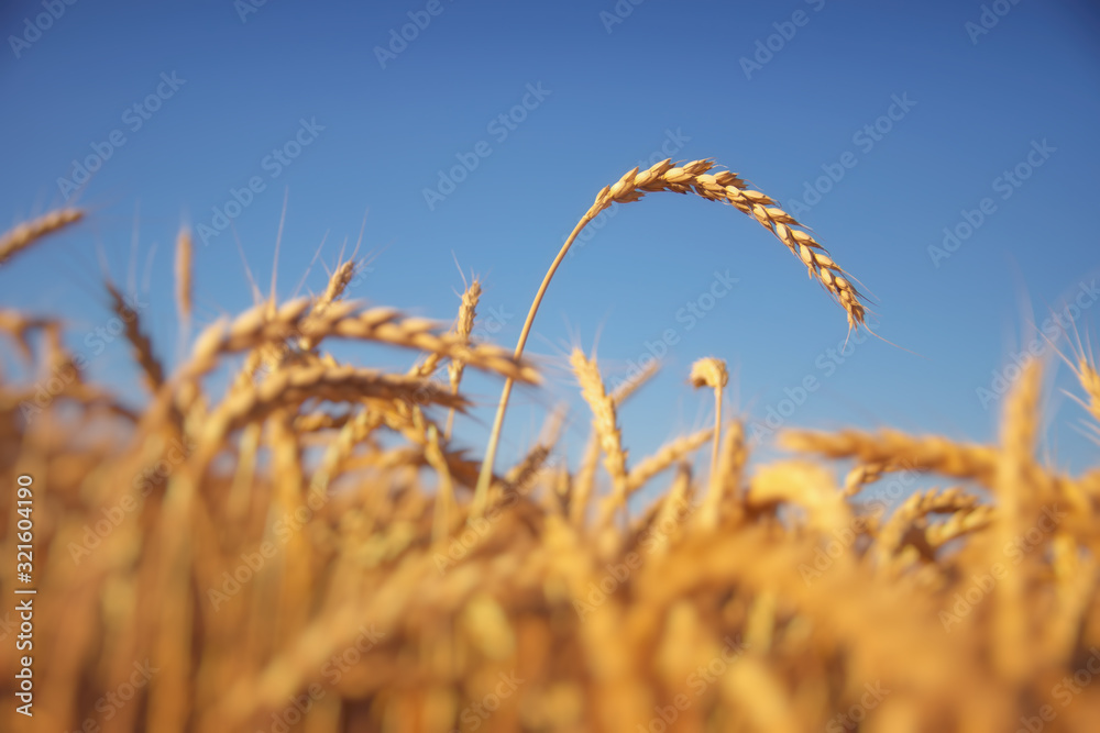 Fototapeta premium Ear of wheat.