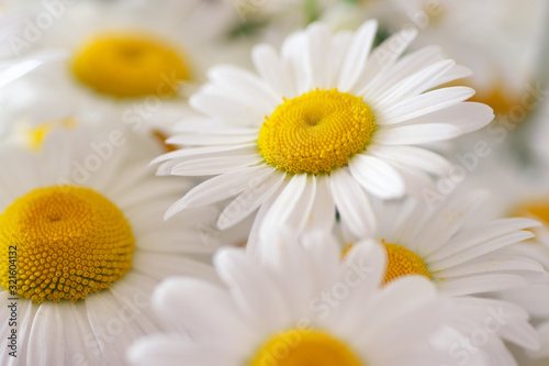 Camomile flower. Shallow depth-of-field. Macro and background composition. Element of design.