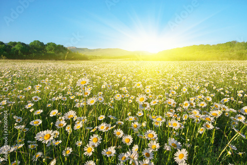 Beautiful sunny camomile meadow
