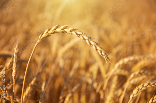 Single ear of wheat.