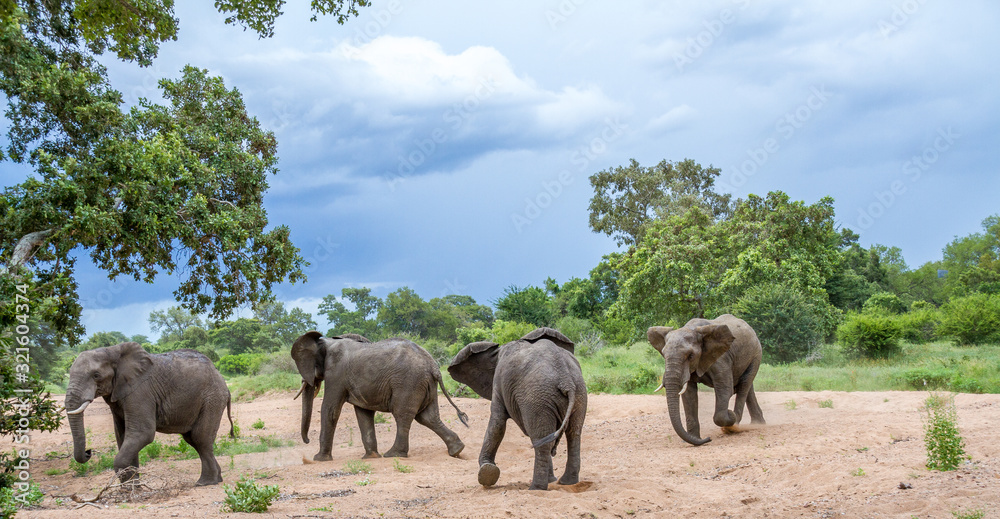 Fototapeta premium Four African elephants playing in a dry river bed in the Kruger National Park in South Africa image in horizontal format