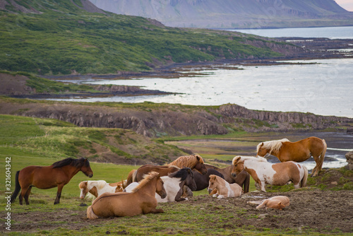 Western Fjords Scenery in Iceland