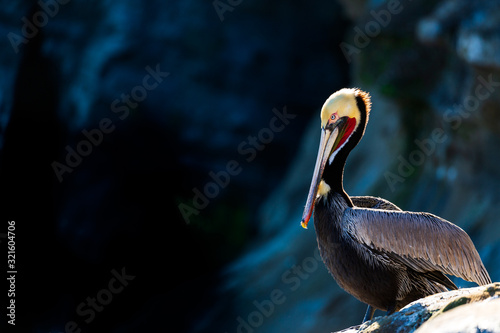 Portrait of large colorful pelican bird sitting on the rocky cliffs of La Jolla Cove, San Diego, California