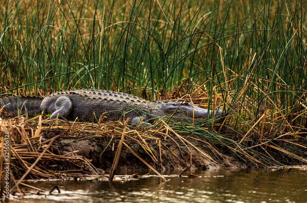 Alligator lying down in the Armand bayou swamp of Houston, Texas, USA and looking at camera Alligator lying down in the Armand bayou swamp of Houston, Texas, USA and looking at camera