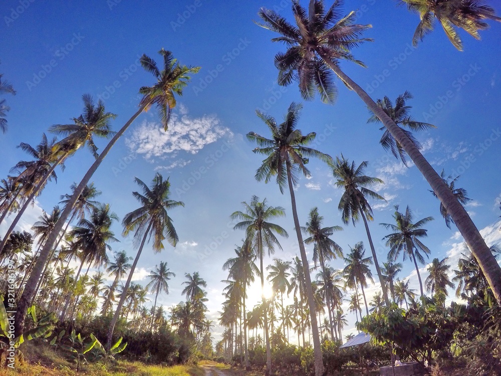 Coconuts under the sun