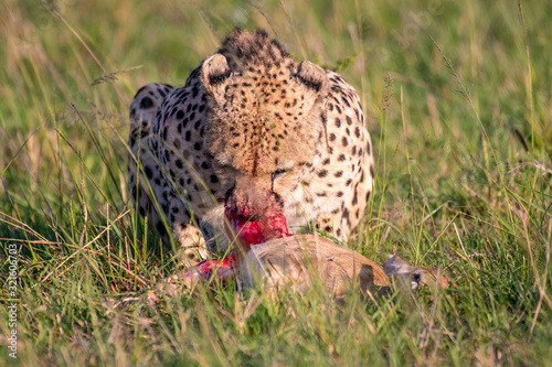 Cheetah brothers killing and eating an antelope