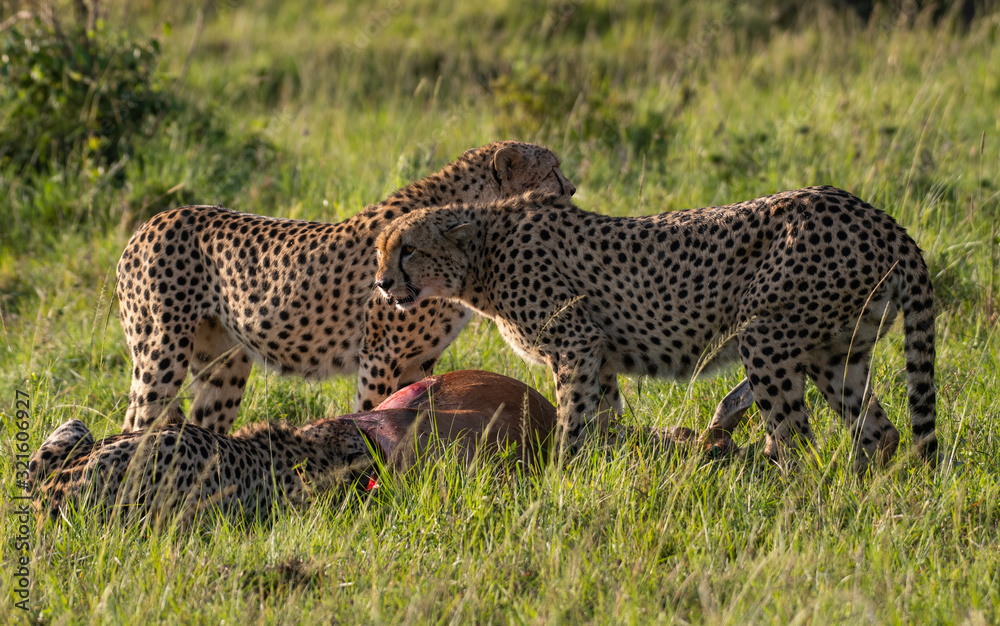 Cheetah brothers killing and eating an antelope Cheetah brothers killing and eating an antelope