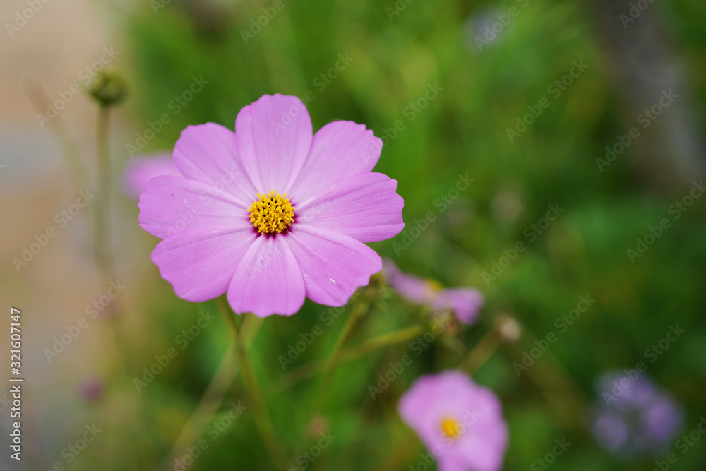 Pink Flower background in Thailand. 