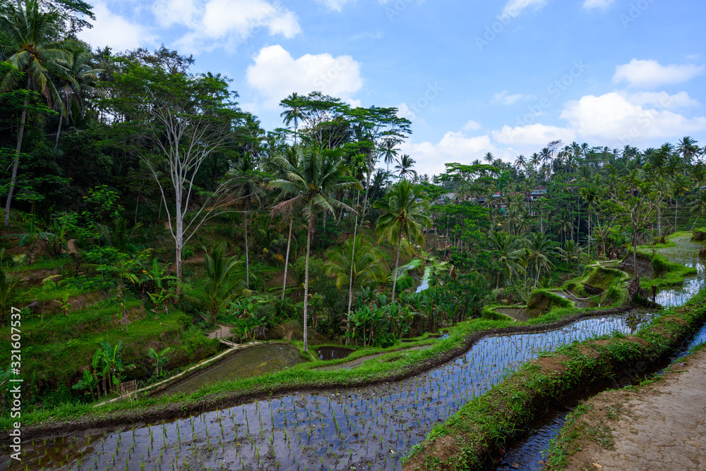 Scenic green landscape of Tegallalang Rice Terrace in Ubud, Bali, Indonesia Scenic green landscape of Tegallalang Rice Terrace in Ubud, Bali, Indonesia