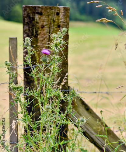 thistle flower with fence post background