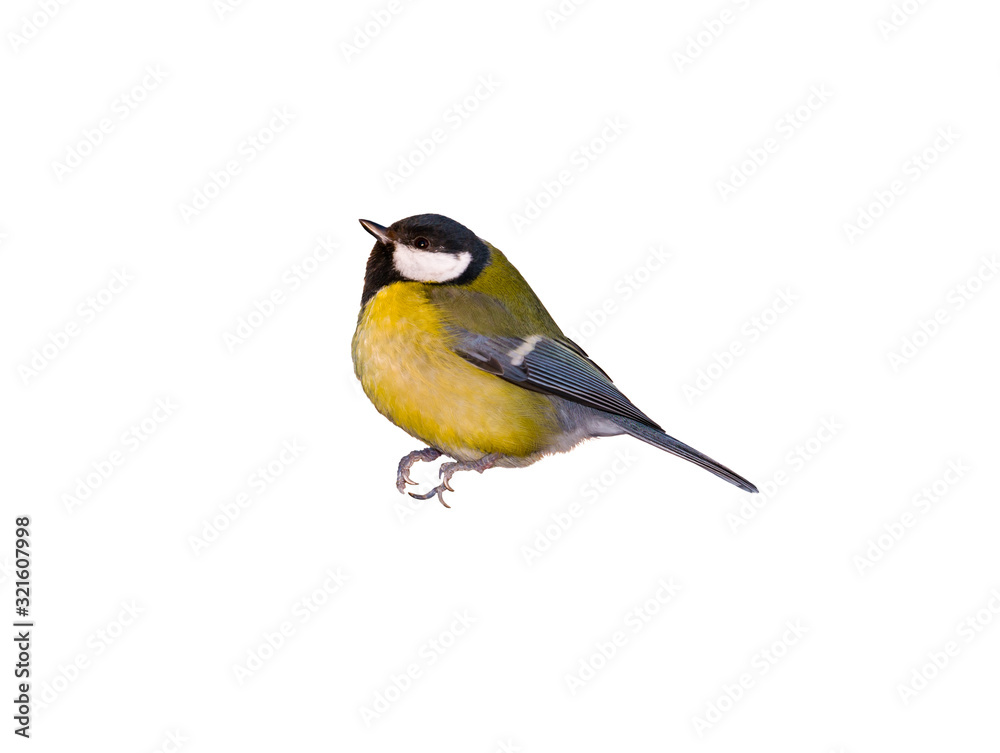Naklejka premium Bird tit isolated on white background